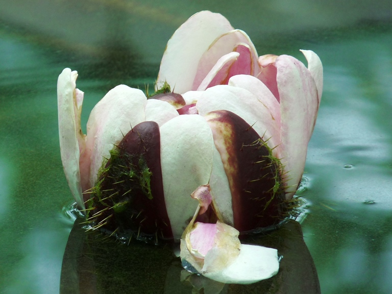 Seerose